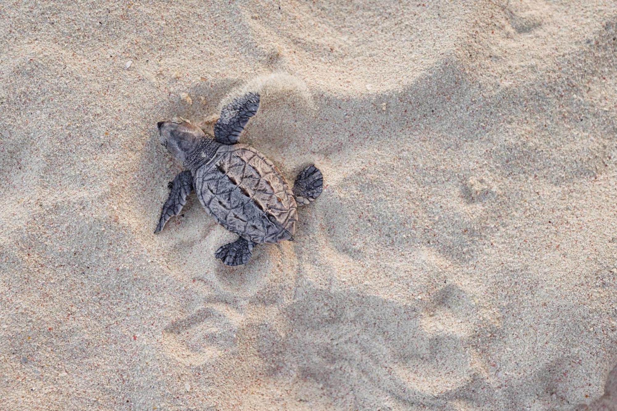 Sandals Royal Barbados All Inclusive - Couples Only (Adults Only) Oistins Esterno foto